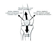 femoro_rotulea1