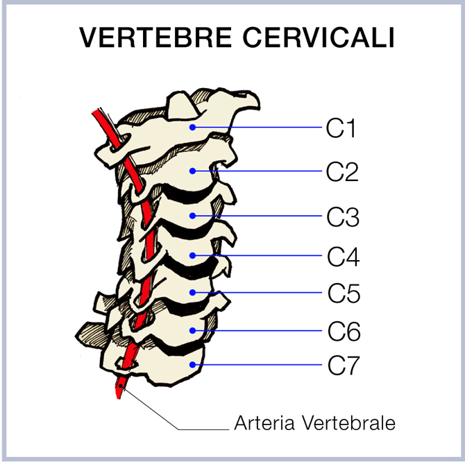 vertebre2